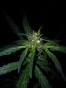 Vanilla Pines Clone 2 Day 27 (1).jpg