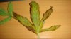 DSC01214.jpg