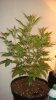 DSC01225.jpg