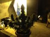 IMG_0458.jpg