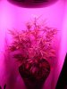 DSC01257.jpg