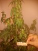 Week6BloodySkunk-DevilCream 012.jpg
