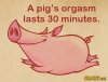 pig orgasm.jpg