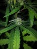Purple Amnesia Day 42 (5).jpg