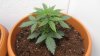 Pot 2.jpg