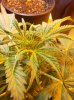 Northern lights top.jpg