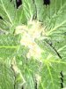ImageUploadedByTapatalk1411895354.173608.jpg