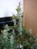DSC01353.jpg