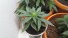 Pot 4 b.jpg