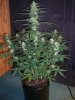 SYRUP_8-22-14 2.jpg