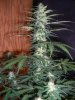 SYRUP_8-22-14 3.jpg