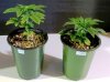 Oldster Auto Cush x Chemdogging Day 30.JPG