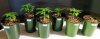 Oldster Sour Bubbly x Chemdogging Day 30.jpg