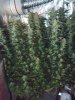 Day83 Harvest (1).jpg Day83 Harvest (1).jpg