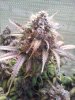 Side purp d 84.jpg