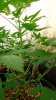 DSC00934.jpg