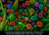marijuana-microscope-2.jpg