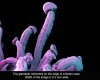 marijuana-microscope-4.jpg