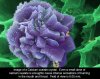 marijuana-microscope-6.jpg