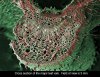 marijuana-microscope-7.jpg