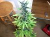 purp111115.jpg