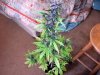 purple12345.jpg