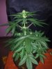 24c x CCB Day 40 (1).jpg