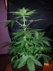 24c x CCB Day 40 (2).jpg