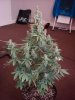 DSC01417.jpg