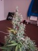 DSC01418.jpg