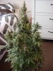 DSC01422.jpg