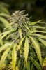 Superunknown day 129_7u5c3150.jpg