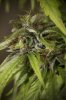 Superunknown day 129_7u5c3135.jpg