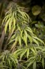 Superunknown day 129_7u5c3144.jpg