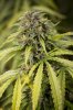 Superunknown day 129_7u5c3148.jpg