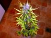 12DSCF5069.jpg