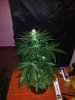 24c x CCB Day 44 (1).jpg