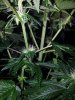 24c x CCB Day 44 (10).jpg