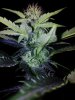 24c x CCB Day 44 (12).jpg