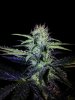 24c x CCB Day 44 (13).jpg