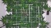Day 35 - Top View.jpg