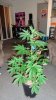 DSC00943.jpg