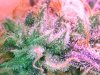 SDG micro day 44 (F)  (10).jpg