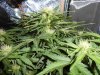 buds3day34.jpg