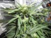 bud4day34.jpg