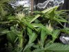 bud5day34.jpg