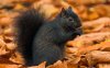 black_squirrel_1243011c.jpg