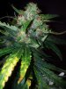 PurpleAmnesia Day 66 (1).jpg PurpleAmnesia Day 66 (1).jpg