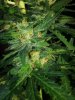 PurpleAmnesia Day 66 (2).jpg PurpleAmnesia Day 66 (2).jpg