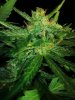PurpleAmnesia Day 66 (3).jpg PurpleAmnesia Day 66 (3).jpg